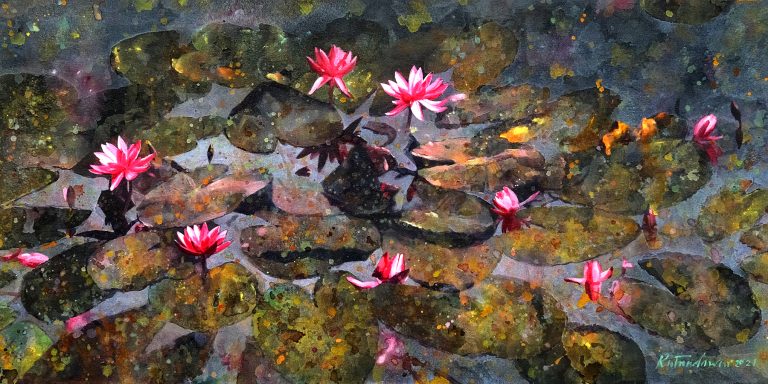 Water lily 16